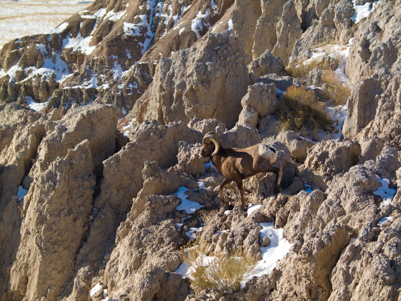 Bighorn In Badlands